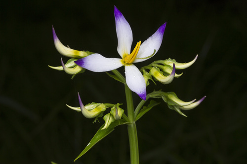 Image of Exacum tetragonum by (c) Ramesh Shenai Jr., some rights reserved (CC BY)