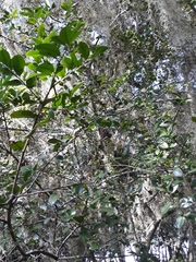 Scutia buxifolia