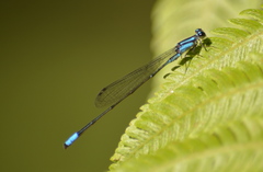 Acanthagrion