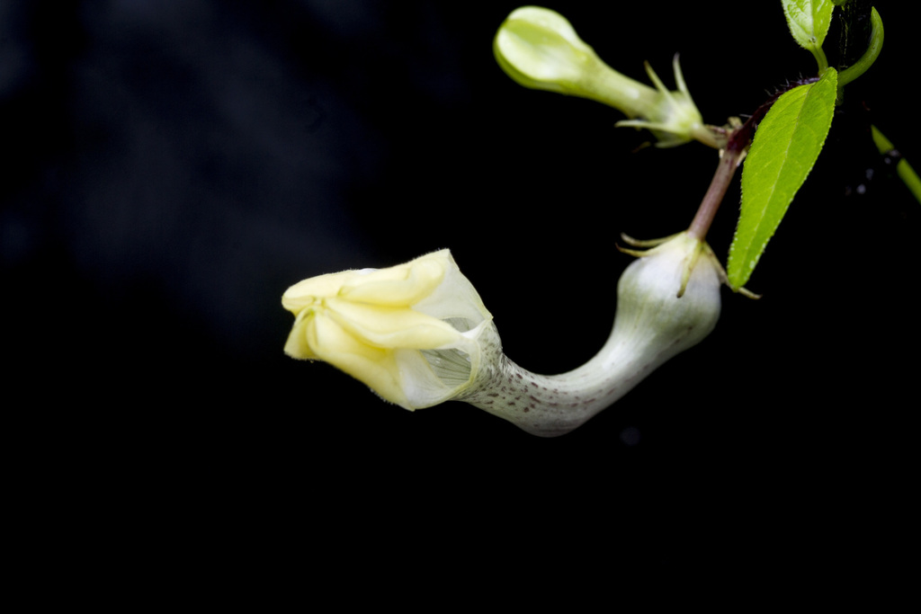 Ceropegia evansii, Sangameshwar, Maharashtra 415611, India