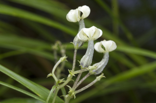 Ceropegia santapaui