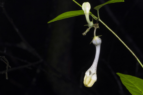 Ceropegia evansii