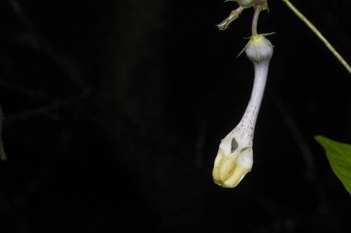 Ceropegia evansii
