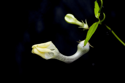 Ceropegia evansii