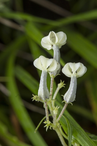 Ceropegia santapaui