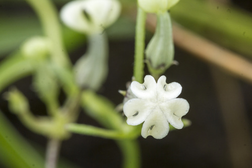 Ceropegia santapaui