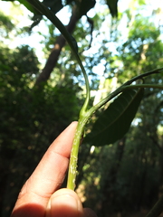 Agrostistachys indica