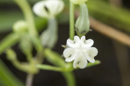 Ceropegia santapaui