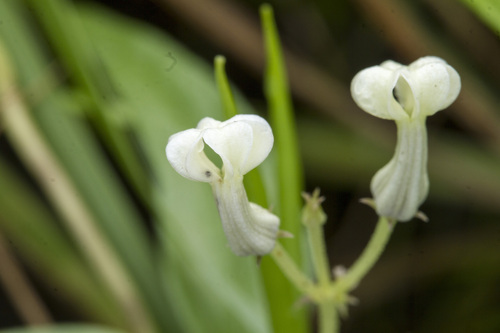 Ceropegia santapaui