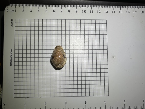 Cypraea nebrites observed 2024-09-08