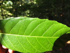 Agrostistachys indica