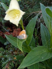 Coenonympha gardetta