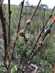 Rabdophaga salicisnodulus