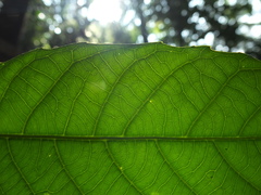 Agrostistachys indica