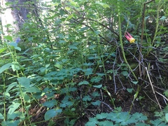 Aquilegia elegantula