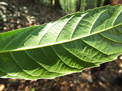 Agrostistachys indica