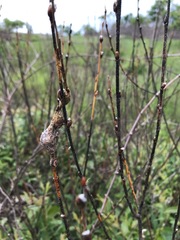 Rabdophaga salicisnodulus