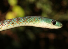 Hughes' Green Snake photo 4