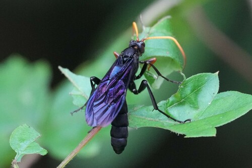 Bent-shielded Besieger Wasp photo 2