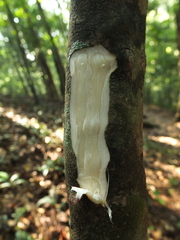 Agrostistachys indica