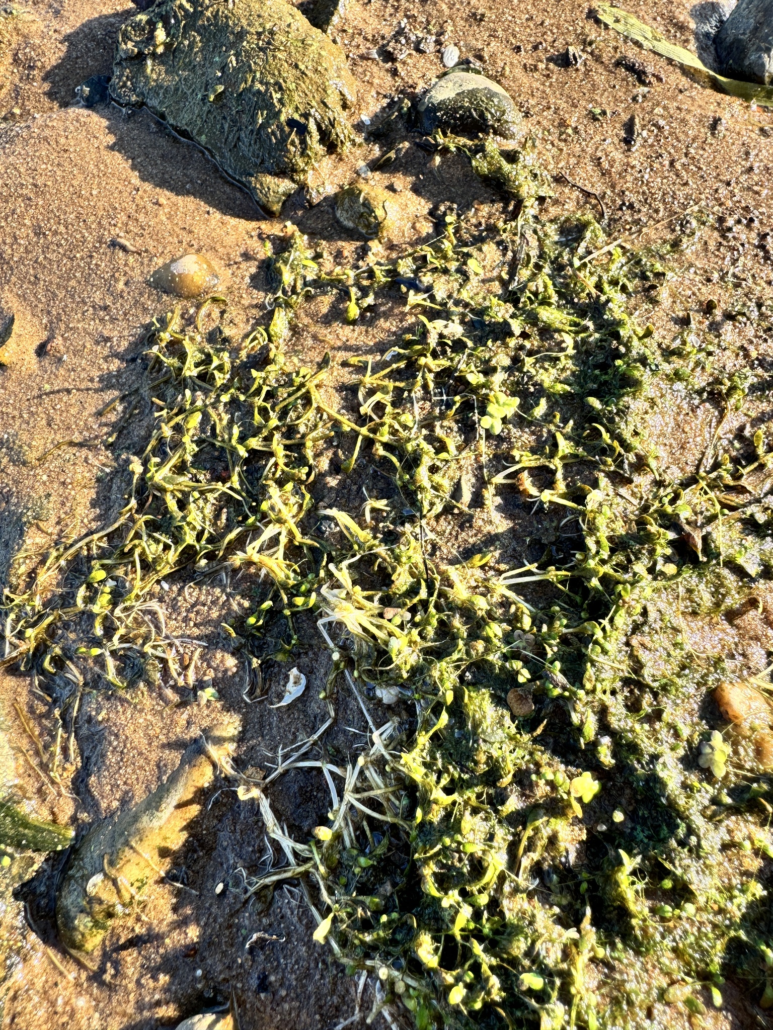 Imagem de Pimenta-d'água