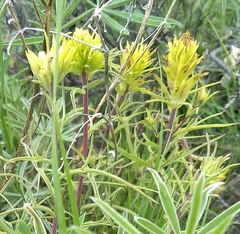 Castilleja flava