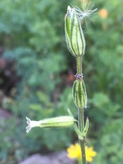 Silene drummondii