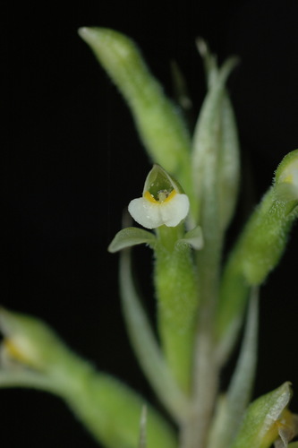 hachuela (Pelexia adnata)