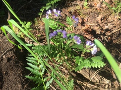 Polemonium pulcherrimum delicatum