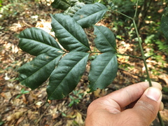 Archidendron bigeminum