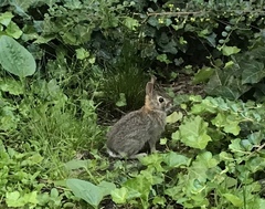 Sylvilagus floridanus