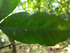 Archidendron bigeminum
