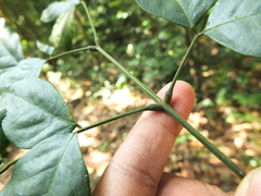 Archidendron bigeminum