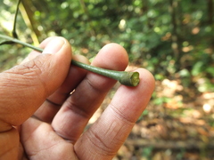 Archidendron bigeminum