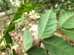 Archidendron bigeminum