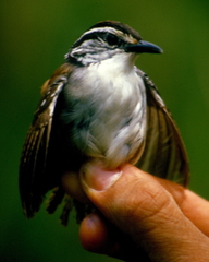 White-Breasted Wood-Wren photo 5