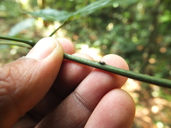 Archidendron bigeminum