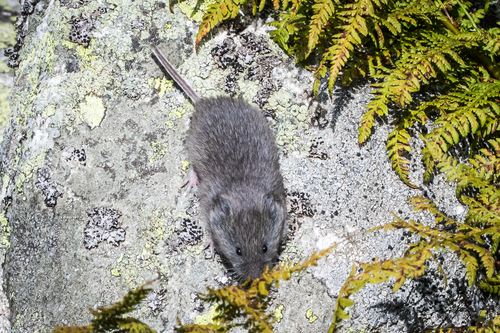 European Snow Vole, Zakopane, Polska, photo 7 of 10