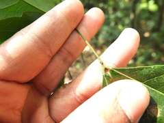 Archidendron bigeminum