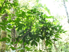 Archidendron bigeminum