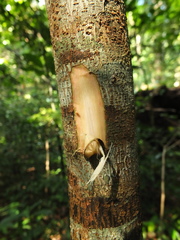 Archidendron bigeminum