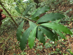 Ardisia pauciflora
