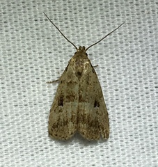 Hypenodes fractilinea