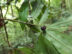 Ardisia pauciflora