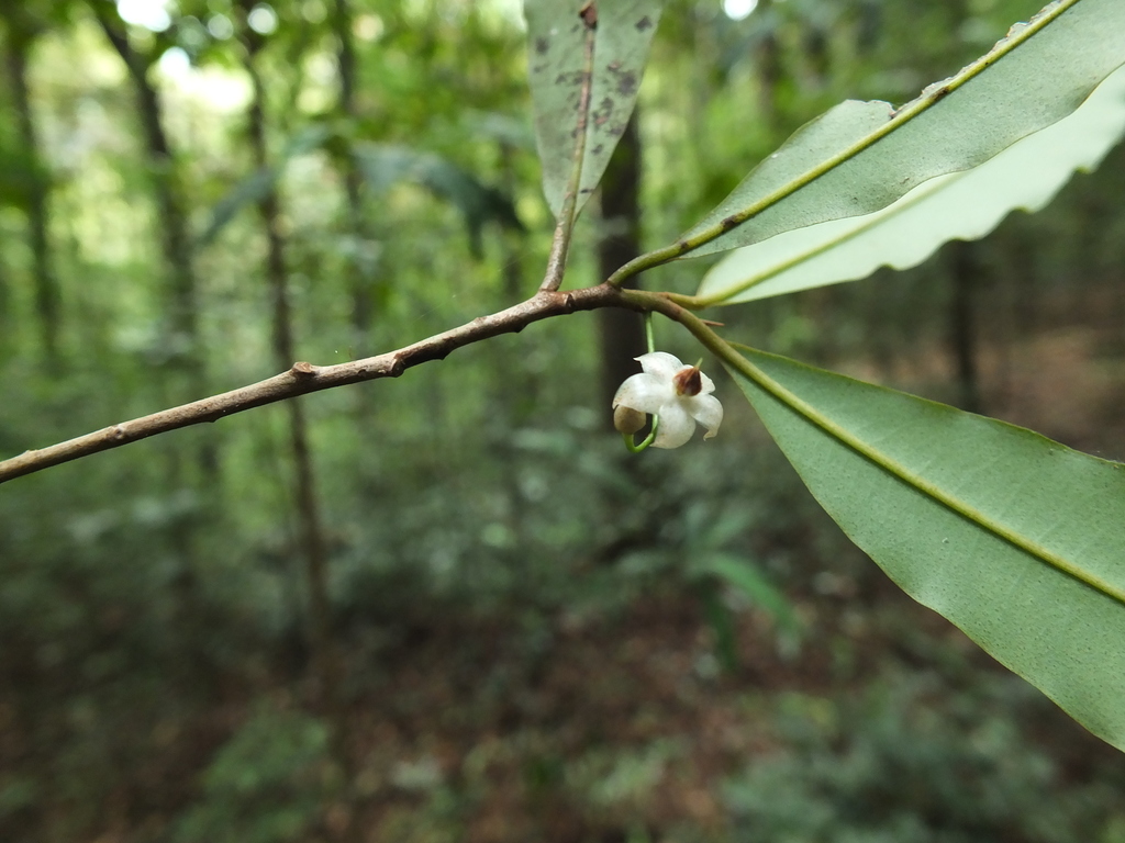 Ardisia pauciflora