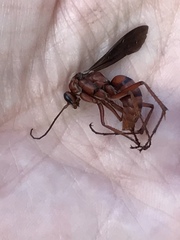 Tachypompilus ferrugineus