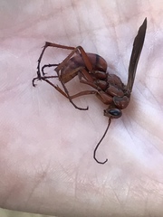 Tachypompilus ferrugineus