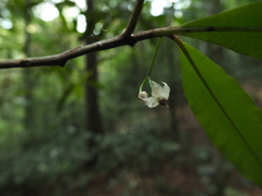 Ardisia pauciflora