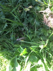 Phryganidia californica