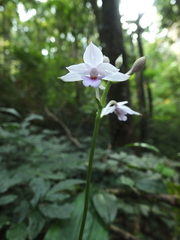 Calanthe masuca